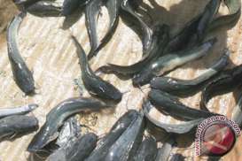 Lahan dan Air Terbatas, Petani Ikan Lele Sulit Penuhi Pesanan